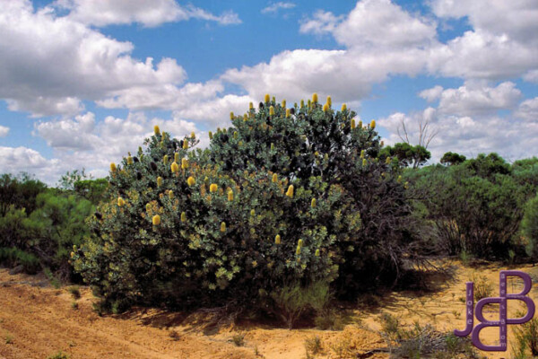 01-12-96 05 Op weg naar Geraldton