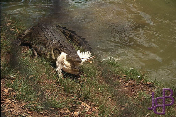 19-11 Darwin CrocFarm