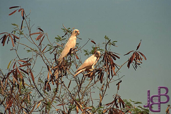 26-11 Little Corellas