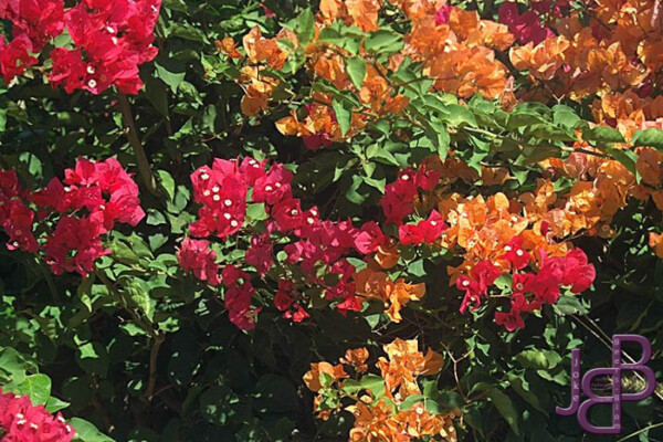 29-11 Carnarvon bougainvilla